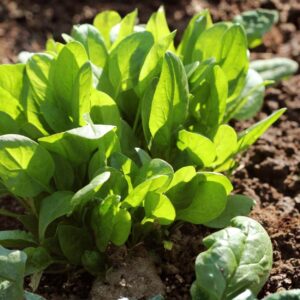 Shine Green Spinach