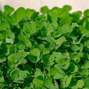 Shine Mehak Kasturi Methi