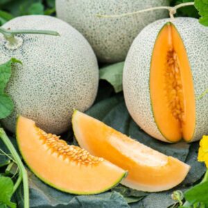 Shine 151 Muskmelon