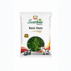 Premium Kent Oats