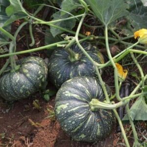 Shine 51 F-1 Pumpkin