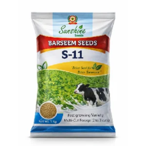 Barseem S-11 Seeds