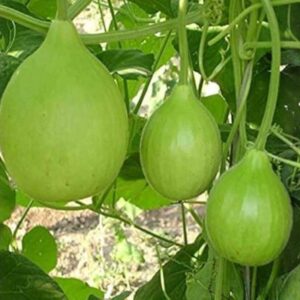 Shine-15 Bottle Gourd (Lattu Ghiya)