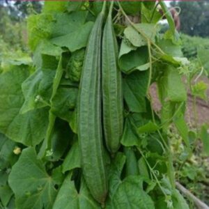 Shine 2221 F-1 Sponge Gourd (Tori)