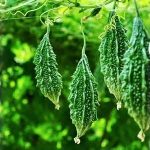 Shine-24  F-1 Bitter Gourd