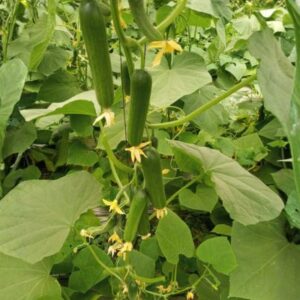 Shine 2526 Cucumber