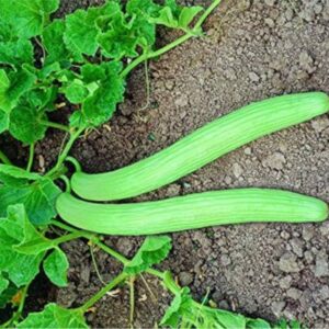Shine 66 Tarkakri (Long Melon)