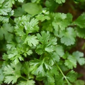 Shine Khushbu Coriander