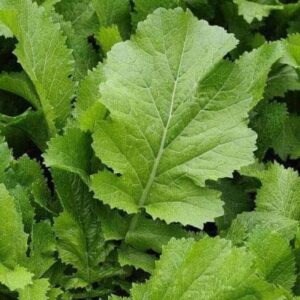 Saag Sarson