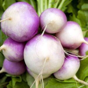 Shine Purple Top Turnip