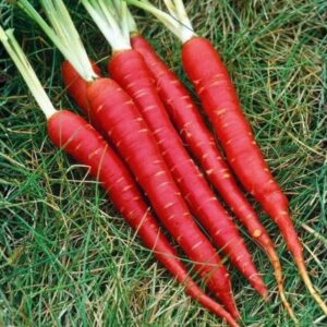 Shine Red Carrot