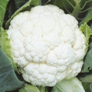 Shine Snow-white F-1 Cauliflower