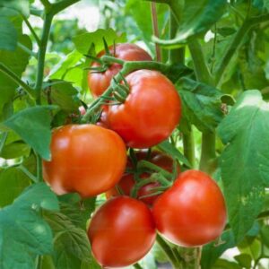 Shine 77 F-1 Tomato