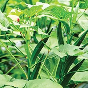 Shine 1151 – OP Bhindi