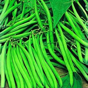 Shine 456 Cowpea (Lobhia)