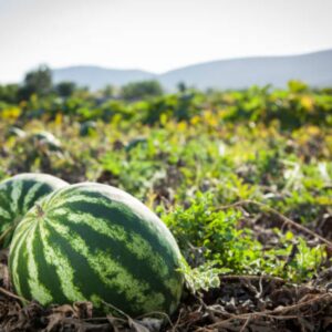 Shine 222 Hybrid Watermelon
